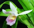 Cochleanthes Overbrook